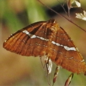 Chrysolarentia leucozona at Uriarra, NSW - 22 Jan 2022