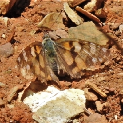 Vanessa kershawi (Australian Painted Lady) at Uriarra, NSW - 22 Jan 2022 by JohnBundock