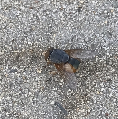 Calliphora augur (Lesser brown or Blue-bodied blowfly) at Phillip, ACT - 16 Jan 2022 by Tapirlord