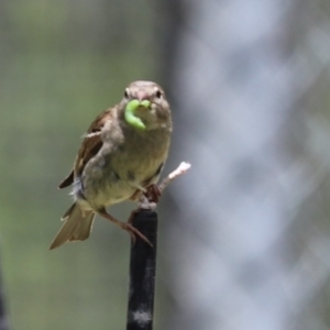 Passer domesticus at Cook, ACT - 22 Jan 2022