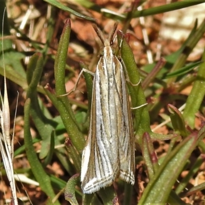 Hednota species near grammellus (Pyralid or snout moth) at Uriarra, NSW - 22 Jan 2022 by JohnBundock