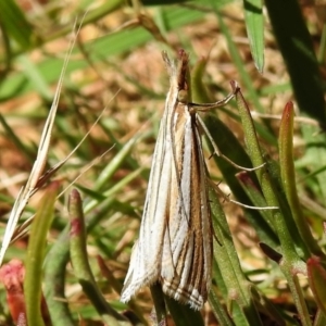 Hednota species near grammellus at Uriarra, NSW - 22 Jan 2022