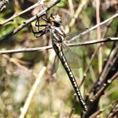Unverified Dragonfly (Anisoptera) at Uriarra, NSW - 22 Jan 2022 by JohnBundock