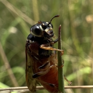 Pergagrapta sp. (genus) at Murrumbateman, NSW - 22 Jan 2022