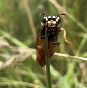 Pergagrapta sp. (genus) at Murrumbateman, NSW - 22 Jan 2022