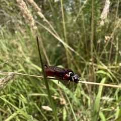 Pergagrapta sp. (genus) at Murrumbateman, NSW - 22 Jan 2022