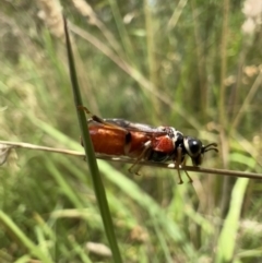 Pergagrapta sp. (genus) at Murrumbateman, NSW - 22 Jan 2022