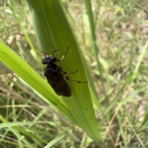 Pergagrapta sp. (genus) at Murrumbateman, NSW - 22 Jan 2022