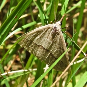 Epidesmia hypenaria at Uriarra, NSW - 22 Jan 2022