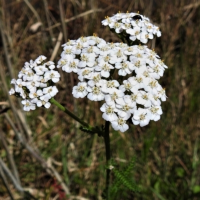 Achillea millefolium (Yarrow) at Uriarra Village, ACT - 22 Jan 2022 by JohnBundock