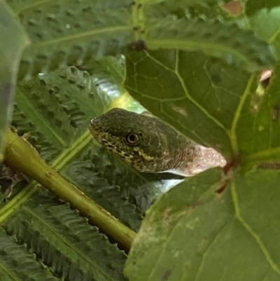 Saproscincus mustelinus (Weasel Skink) at ANBG - 22 Jan 2022 by Steve_Bok