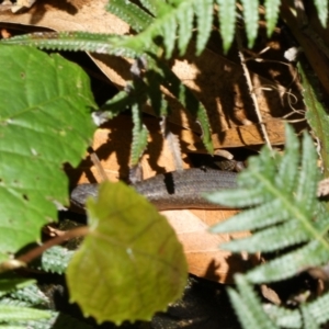 Saproscincus mustelinus at Acton, ACT - 22 Jan 2022