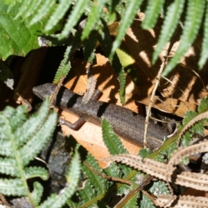 Saproscincus mustelinus at Acton, ACT - 22 Jan 2022