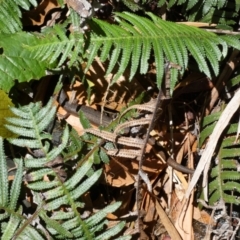 Saproscincus mustelinus at Acton, ACT - 22 Jan 2022