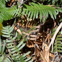 Saproscincus mustelinus at Acton, ACT - 22 Jan 2022