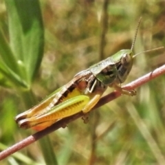 Praxibulus sp. (genus) (A grasshopper) at Uriarra, NSW - 22 Jan 2022 by JohnBundock