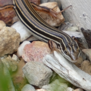 Ctenotus taeniolatus at Acton, ACT - 22 Jan 2022 12:41 PM