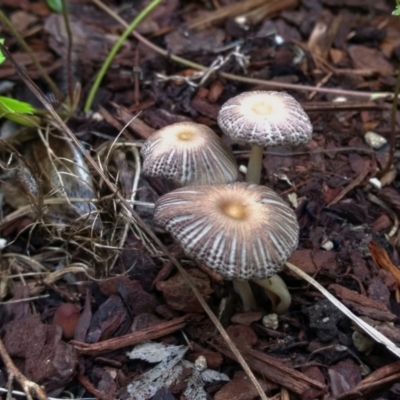 Coprinellus etc. (An Inkcap) at Chapman, ACT - 19 Jan 2022 by BarrieR