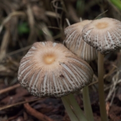 Coprinellus etc. at Chapman, ACT - 19 Jan 2022