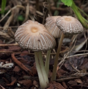 Coprinellus etc. at Chapman, ACT - 19 Jan 2022