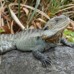 Intellagama lesueurii howittii (Gippsland Water Dragon) at ANBG - 22 Jan 2022 by Steve_Bok