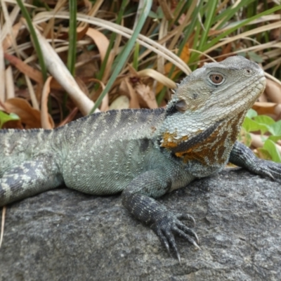 Intellagama lesueurii howittii (Gippsland Water Dragon) at Acton, ACT - 22 Jan 2022 by Steve_Bok
