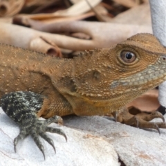 Intellagama lesueurii howittii (Gippsland Water Dragon) at ANBG - 22 Jan 2022 by Steve_Bok