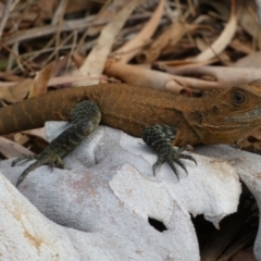 Intellagama lesueurii howittii at Acton, ACT - 22 Jan 2022