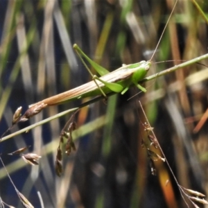 Conocephalus semivittatus at Uriarra, NSW - 22 Jan 2022