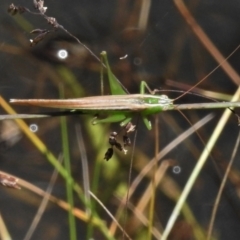 Conocephalus semivittatus at Uriarra, NSW - 22 Jan 2022