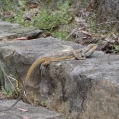 Pogona barbata (Eastern Bearded Dragon) at Acton, ACT - 22 Jan 2022 by Steve_Bok