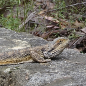 Pogona barbata at Acton, ACT - suppressed