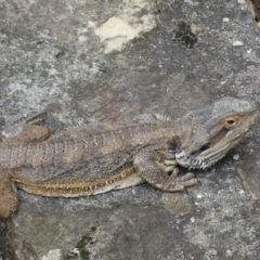 Pogona barbata at Acton, ACT - suppressed