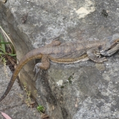 Pogona barbata at Acton, ACT - suppressed