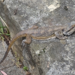 Pogona barbata at Acton, ACT - suppressed