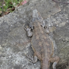 Pogona barbata at Acton, ACT - suppressed