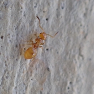 Stigmacros sp. (genus) at Murrumbateman, NSW - 22 Jan 2022