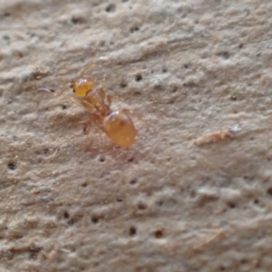 Stigmacros sp. (genus) at Murrumbateman, NSW - 22 Jan 2022