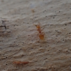 Stigmacros sp. (genus) at Murrumbateman, NSW - 22 Jan 2022