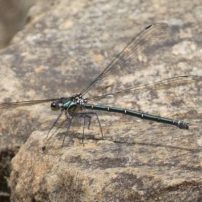 Austroargiolestes icteromelas (Common Flatwing) at ANBG - 22 Jan 2022 by Steve_Bok