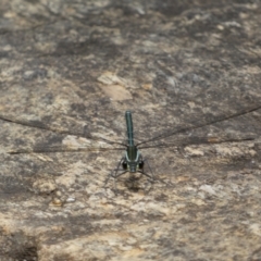 Austroargiolestes icteromelas at Acton, ACT - 22 Jan 2022