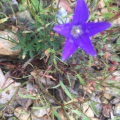 Wahlenbergia gloriosa (Royal Bluebell) at Cotter River, ACT - 16 Jan 2022 by dgb900