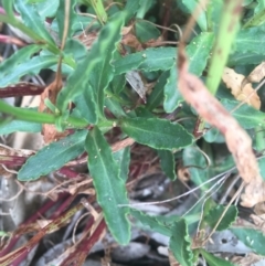 Wahlenbergia gloriosa at Cotter River, ACT - 16 Jan 2022