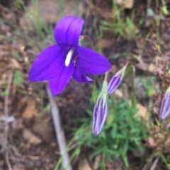 Wahlenbergia gloriosa at Cotter River, ACT - 16 Jan 2022