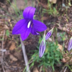 Wahlenbergia gloriosa at Cotter River, ACT - 16 Jan 2022 11:16 AM