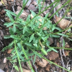 Wahlenbergia gloriosa at Cotter River, ACT - 16 Jan 2022