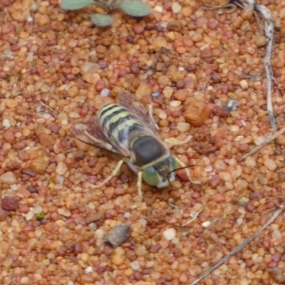Bembix sp. (genus) (Unidentified Bembix sand wasp) at ANBG - 22 Jan 2022 by Steve_Bok