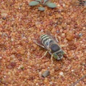 Bembix sp. (genus) at Acton, ACT - 22 Jan 2022