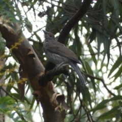 Colluricincla harmonica (Grey Shrikethrush) at ANBG - 22 Jan 2022 by Steve_Bok