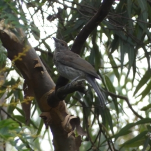 Colluricincla harmonica at Acton, ACT - 22 Jan 2022